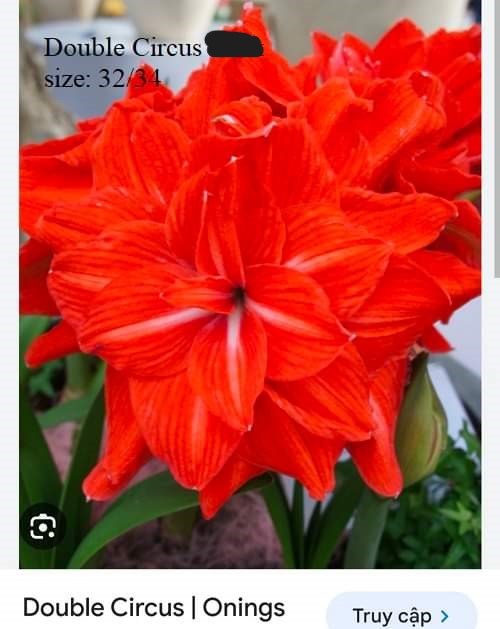 Củ hoa lan huệ cánh kép nhập khẩu - 1 củ (Tổng hợp nhiều loại cực đẹp)