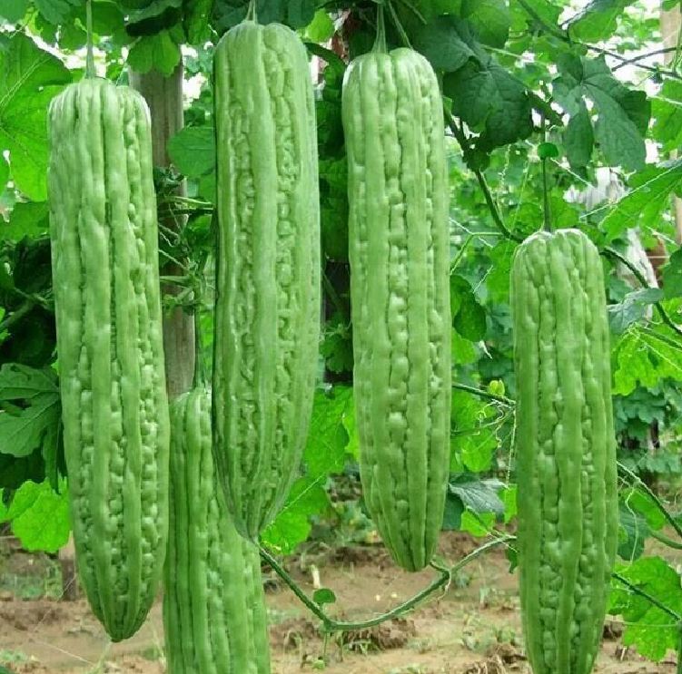 Hạt Giống Khổ Qua Khổng Lồ