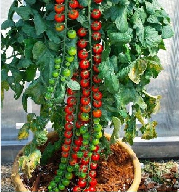 Hạt Giống Cà Chua Bi Đỏ (Cà Chua Cherry) F1
