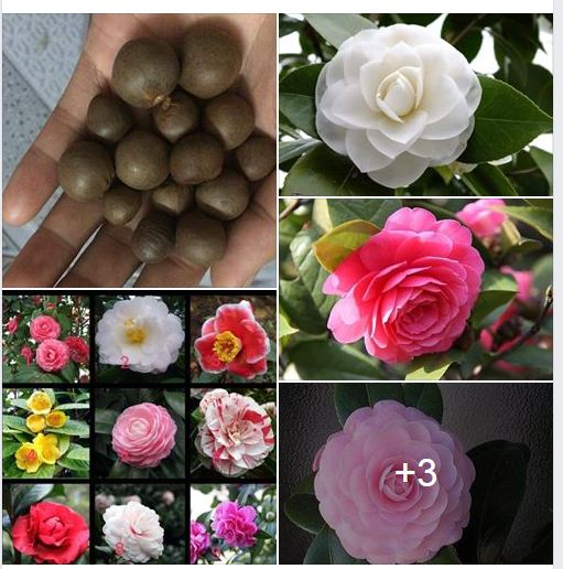 Hạt giống hoa trà my Nhật nhiều màu - Gói 5 hạt
