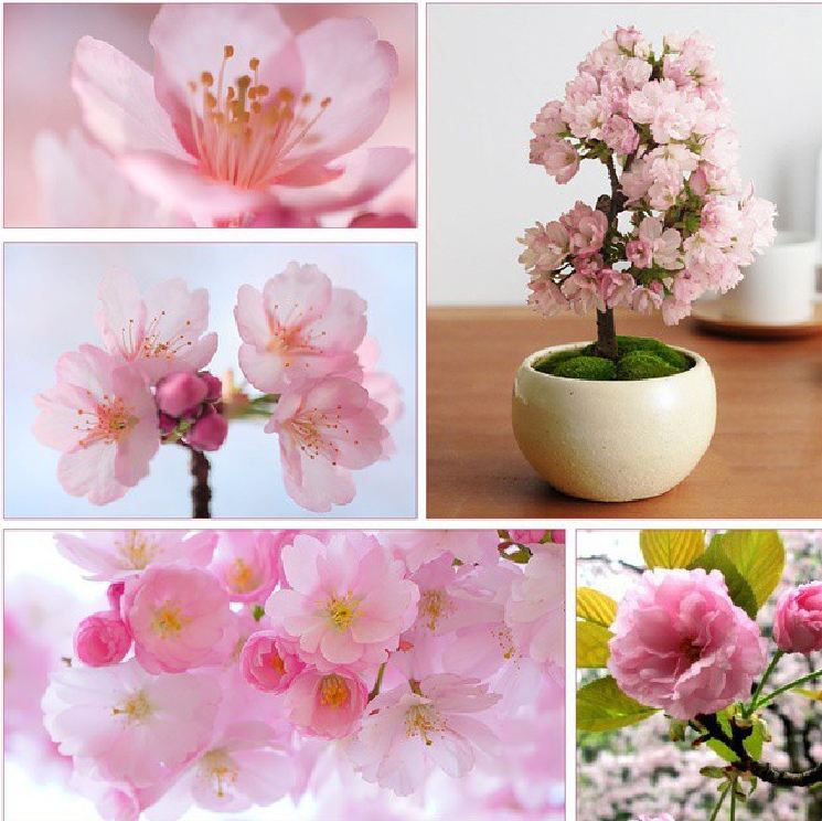 Hạt Giống Hoa Anh Đào Nhật