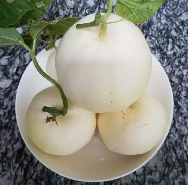 Hạt Giống Dưa Lê Bạch Tuyết
