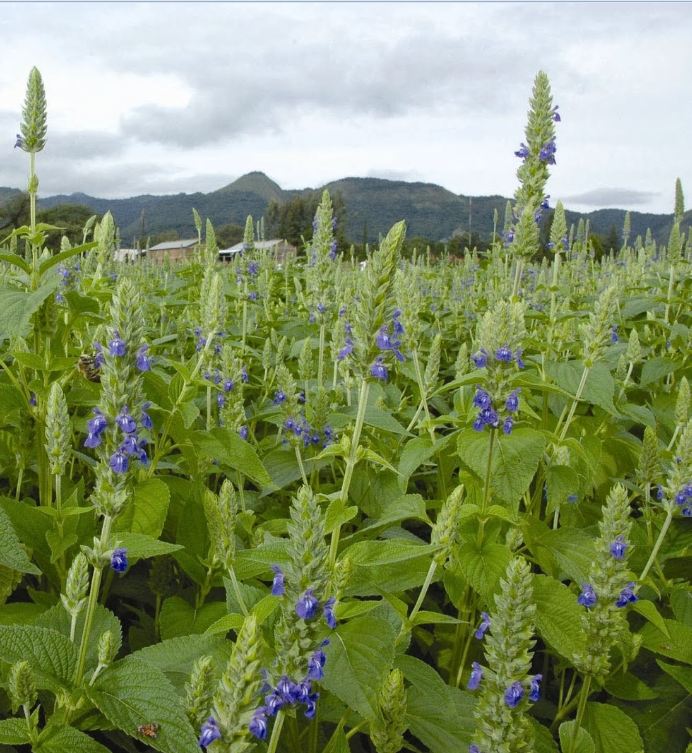 Hạt Giống Hạt Chia - Mỹ (Salvia hispanica)