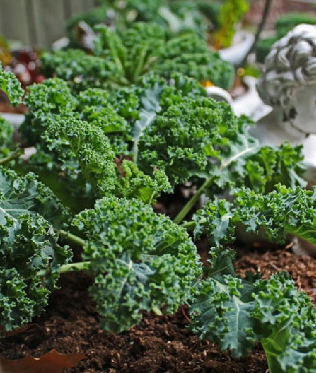 Hạt giống rau cải xoăn xanh - cải kale xanh