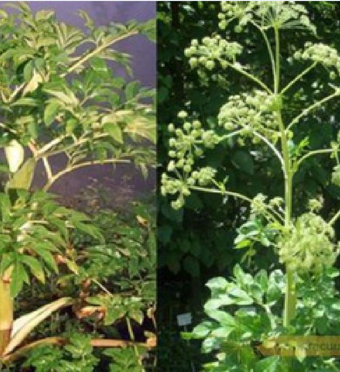 Hạt Giống Cây Bạch Chỉ