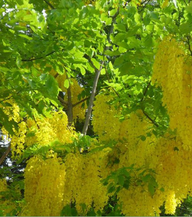 Hạt Giống Hoa Muồng Hoàng Yến ( Hoa Osaka Vàng )