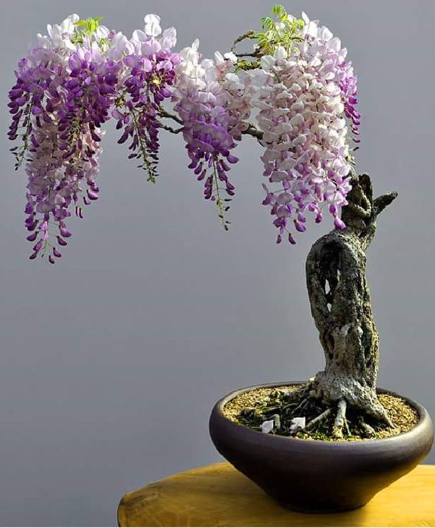 Hạt Giống Hoa Tử Đằng Nhiều Màu