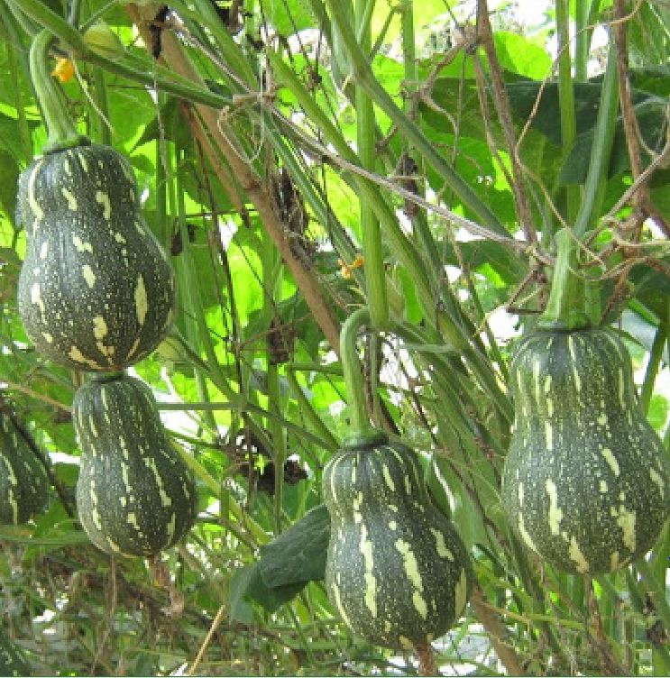Hạt Giống Bí Đỏ Hạt Đậu F1