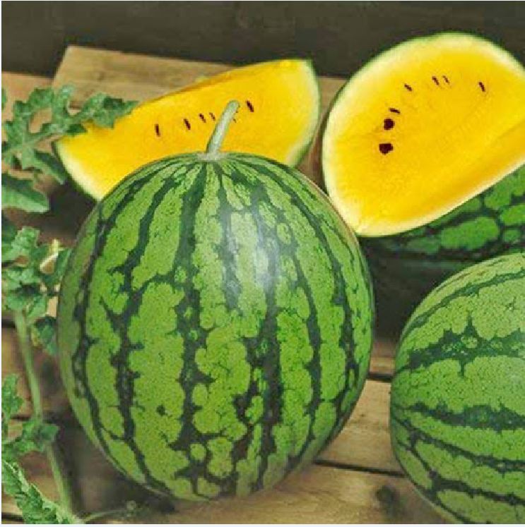Hạt Giống Dưa Hấu Ruột Vàng F1