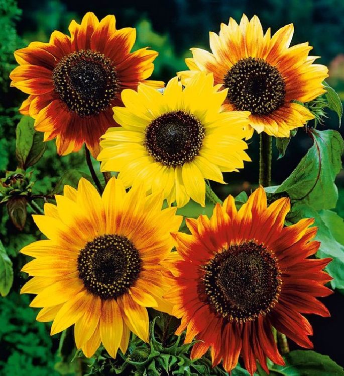 Hạt Giống Hoa Hướng Dương Nhiều Màu