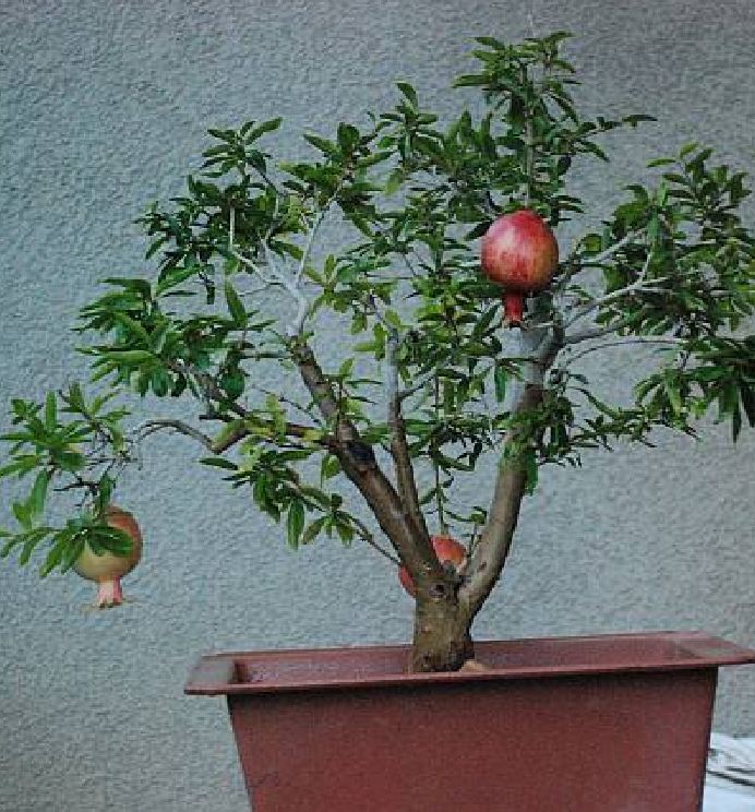 Hạt Giống Lựu Lùn Bonsai