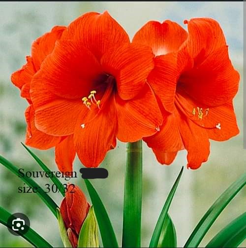 Củ hoa lan huệ cánh kép nhập khẩu - 1 củ (Tổng hợp nhiều loại cực đẹp)