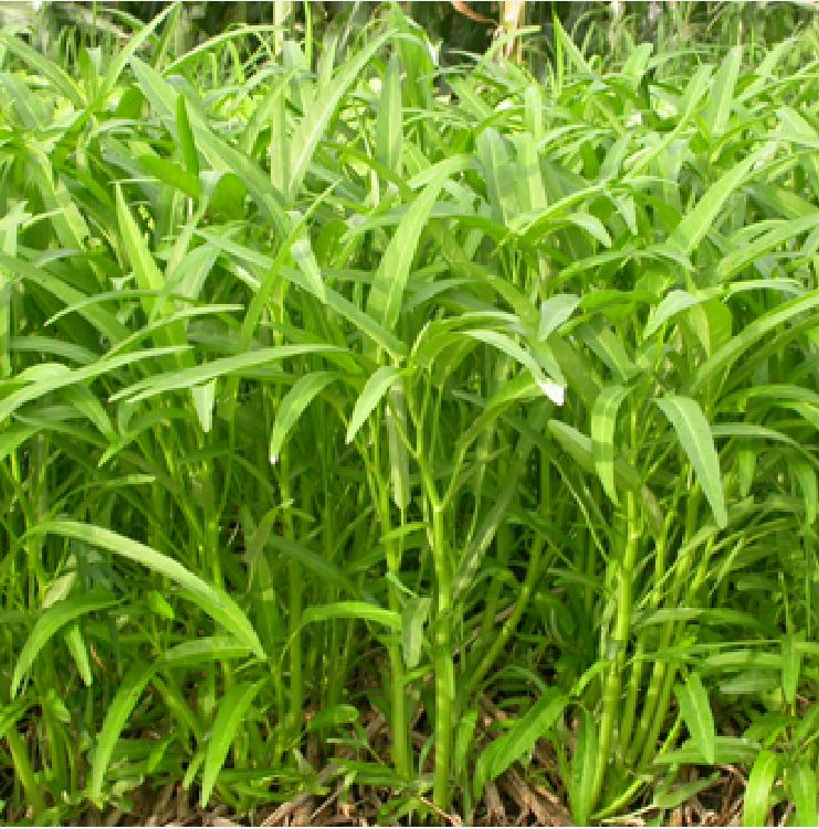 Hat Giống Rau Muống Cao Sản Lá Tre
