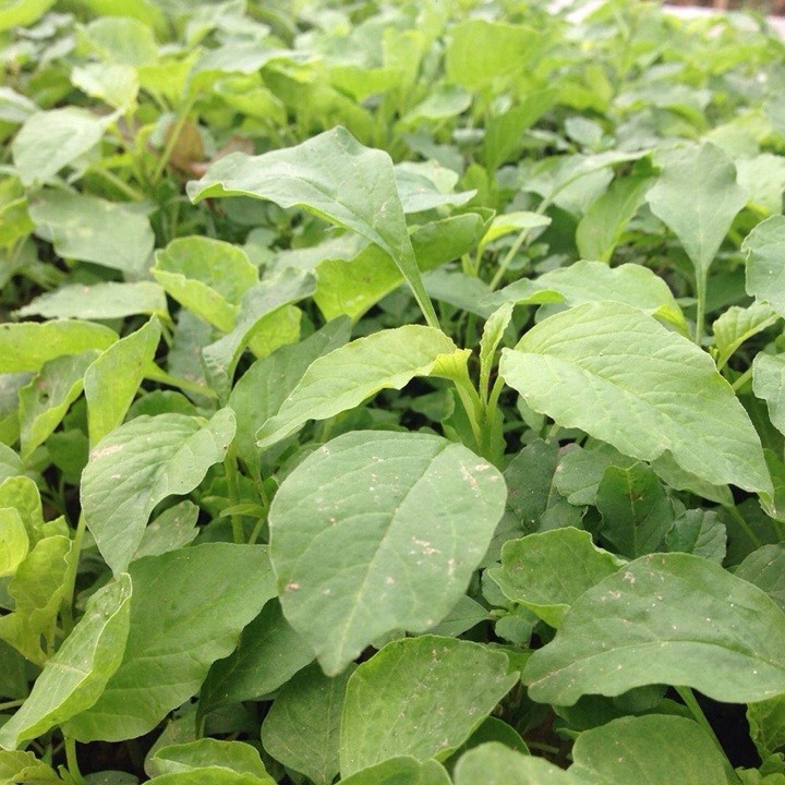 Hạt Giống Rau Dền Xanh Cao Sản ( Lá Tròn ) - Gói 20gram