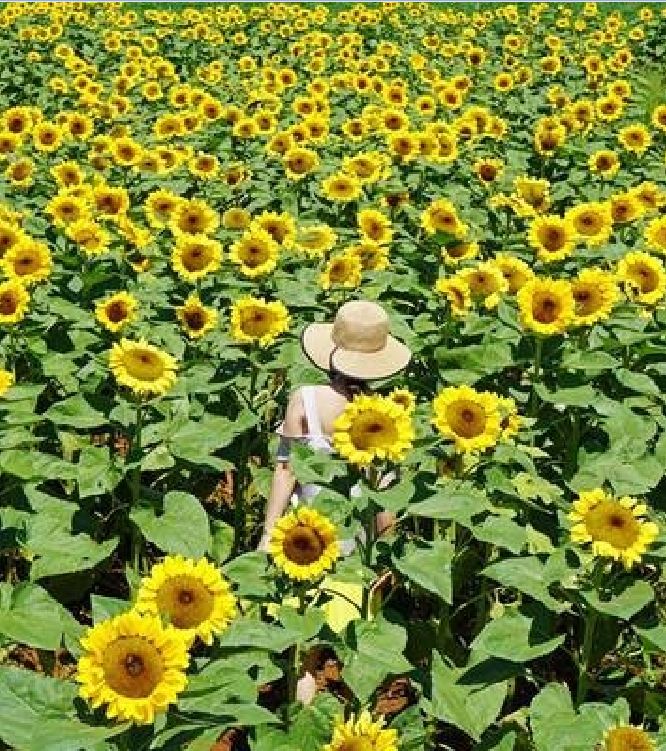Hạt Giống Hoa Hướng Dương Cao