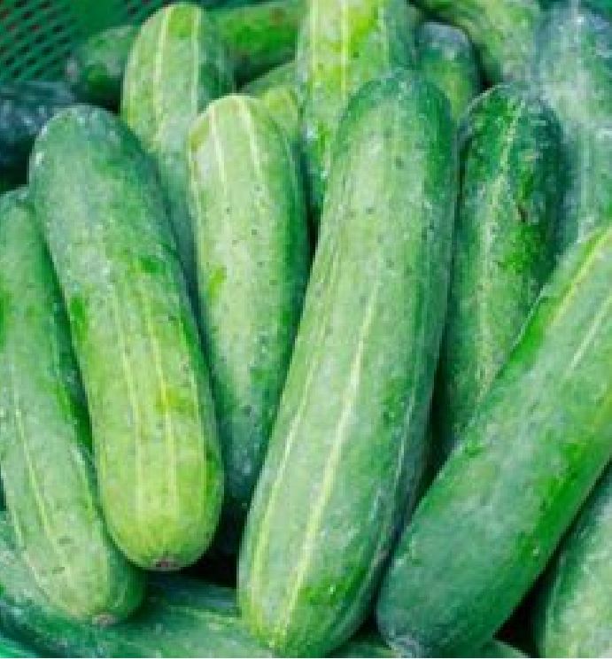 Hạt Giống Dưa Chuột Nếp Ta Cao Sản