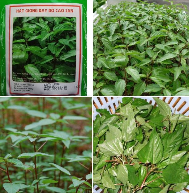 Hạt Giống Rau Đay Đỏ