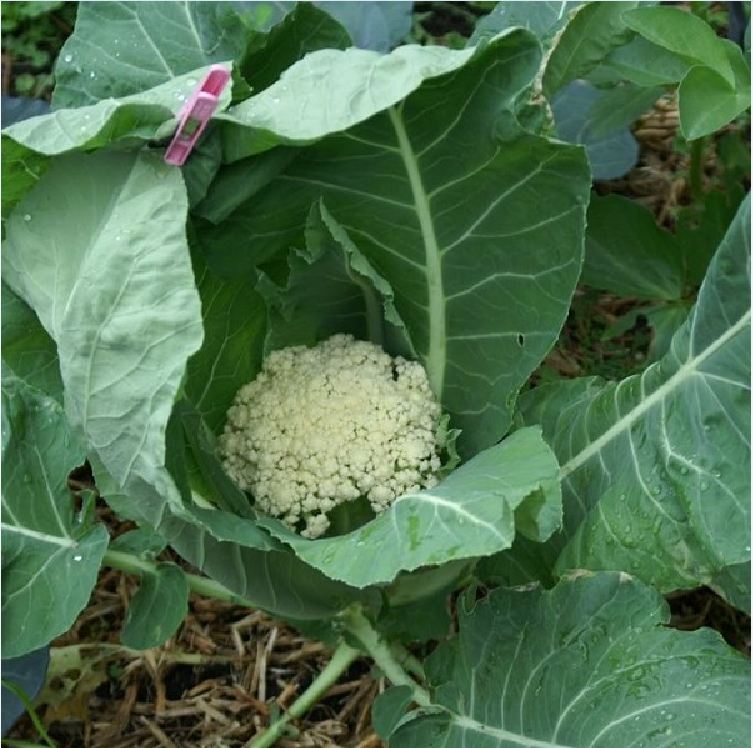 Hạt Giống Súp Lơ ( Bông Cải ) Trắng - Gói 0.2gram