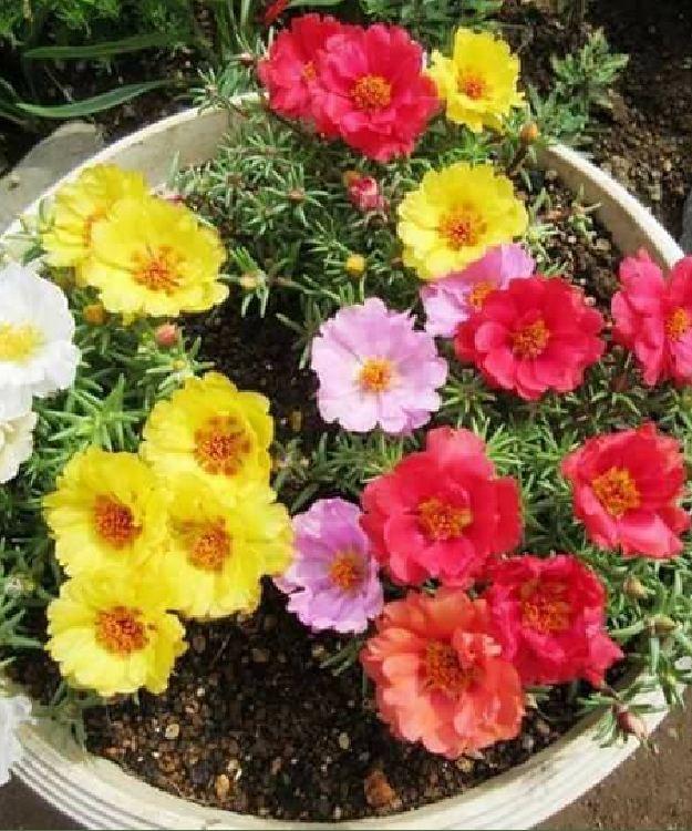 Hạt Giống Hoa Mười Giờ Mỹ Cánh Đơn