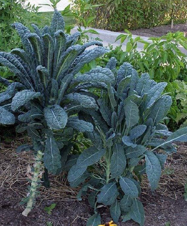 Hạt Giống Cải Xoăn Kale Khủng Long Ý
