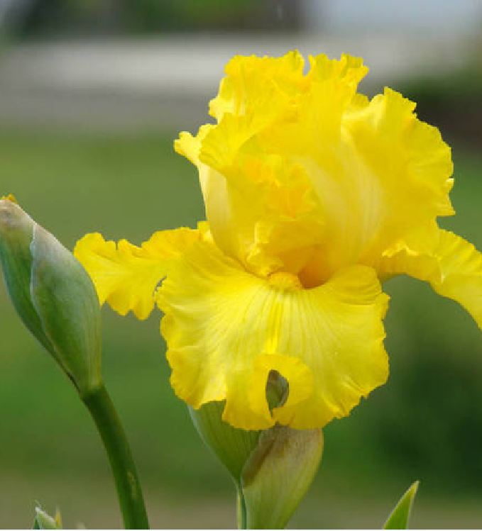 Hạt Giống Diên Vĩ Vàng (Iris Vàng)