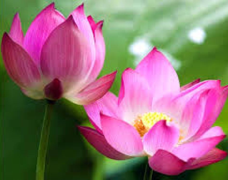 Hạt giống hoa sen lớn ( sen ta ) mix màu