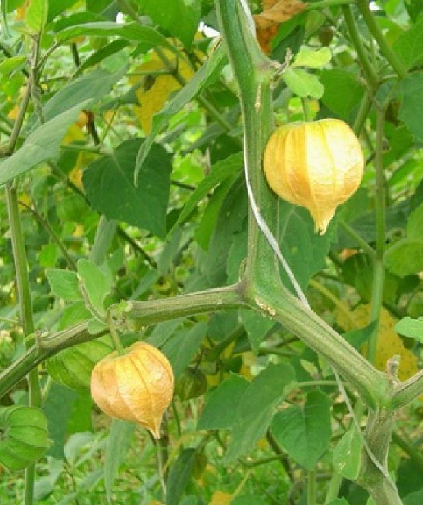 Hạt Giống Cây Rau Tầm Bóp