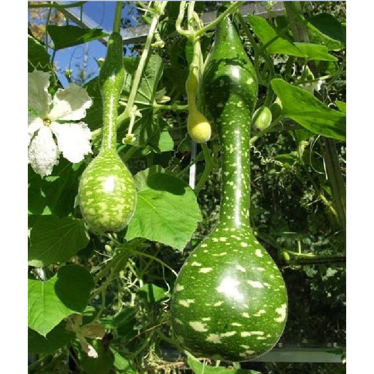 Hạt Giống Bầu Thiên Nga