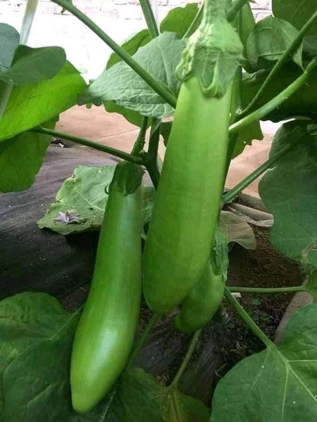 Hạt Giống Cà Xanh Mỡ Dài