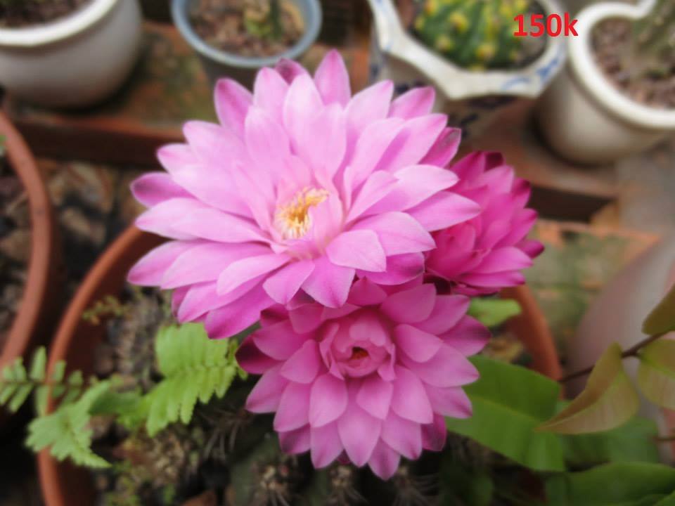 Hạt giống hoa xương rồng gấm mix màu