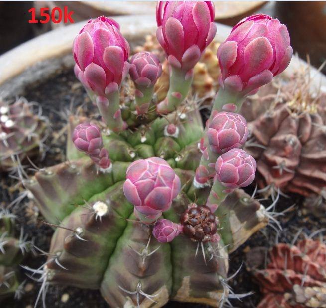 Hạt giống hoa xương rồng gấm mix màu