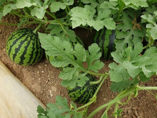 Hạt Giống Dưa Hấu Táo Ruột Đỏ Red Sugar Baby