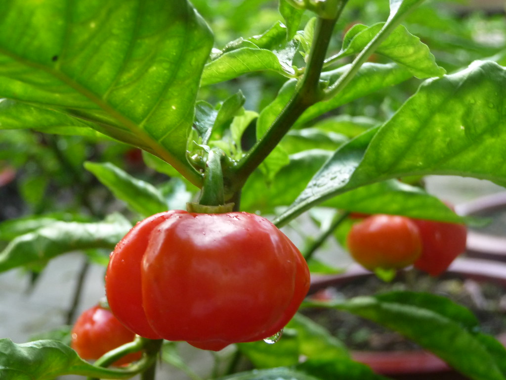 Hạt Giống Ớt Bí Ngô PUMPKIN F1