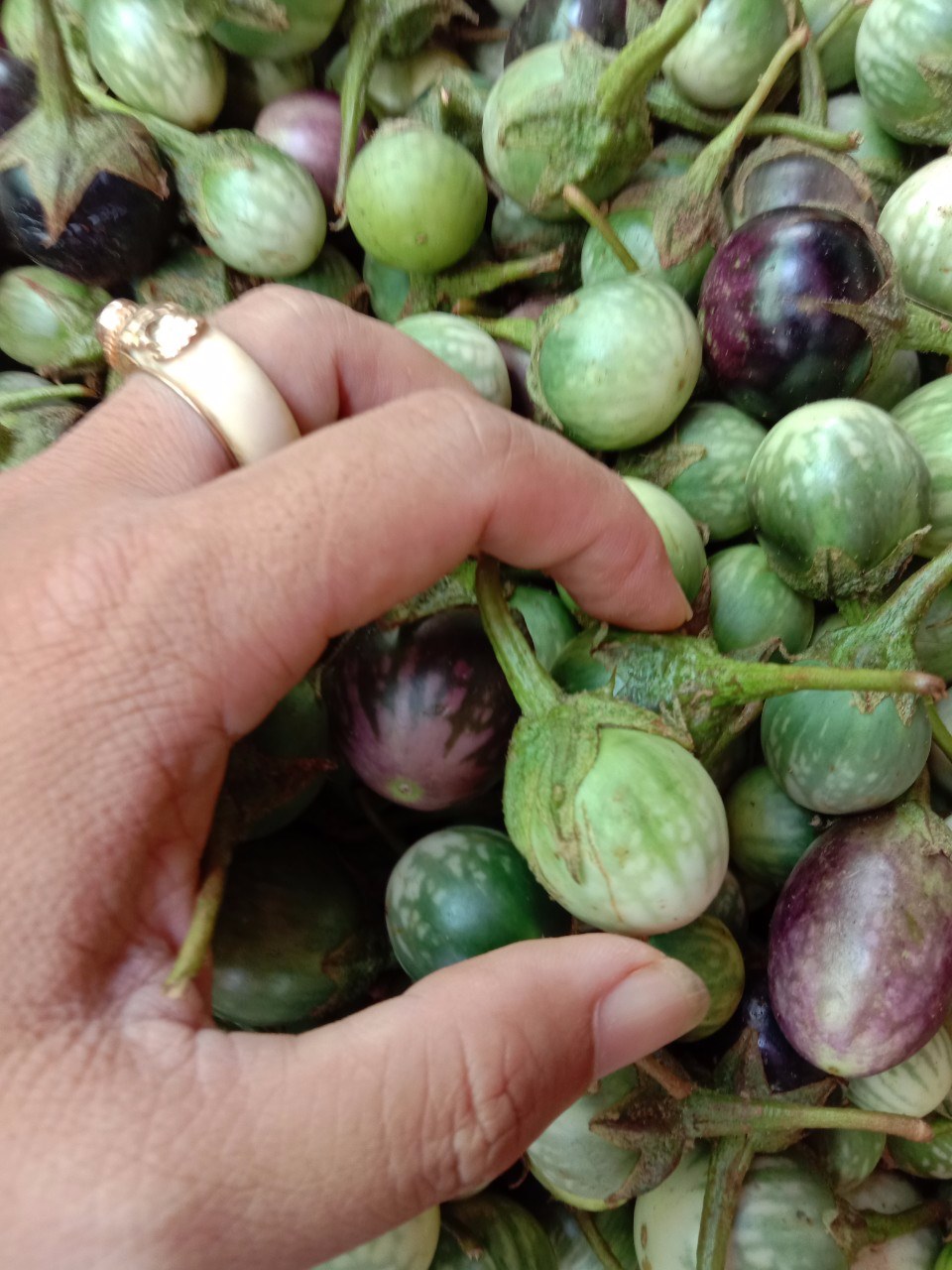 Hạt Giống Cà Đắng Tây Nguyên