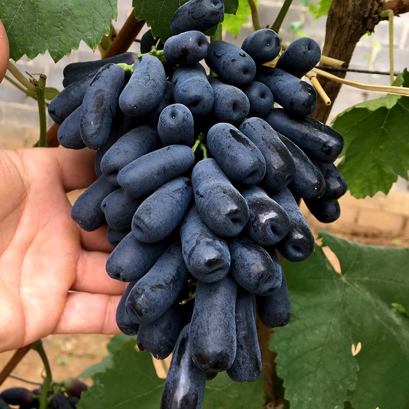 Hạt Giống Nho Ngón Tay
