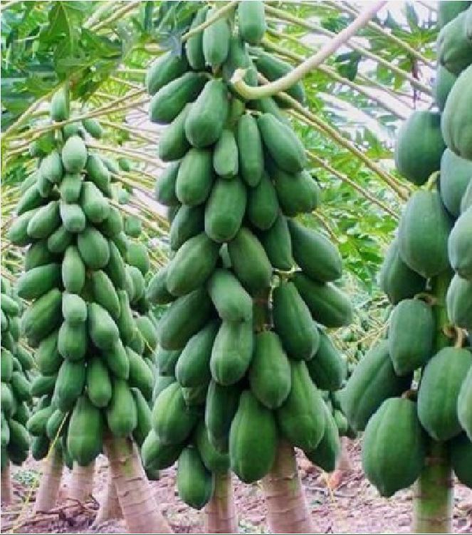 Hạt Giống Đu Đủ Ruột Gấc F1