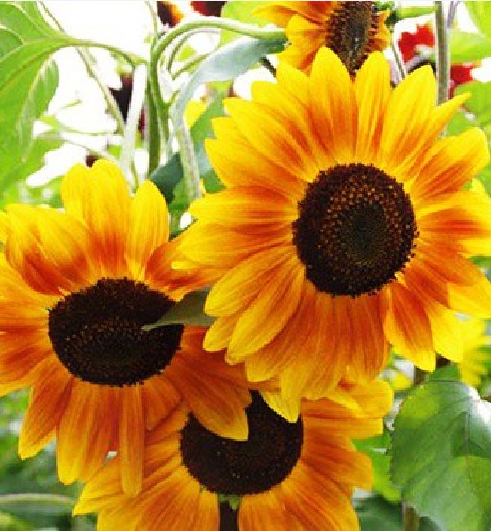 Hạt Giống Hoa Hướng Dương Nhiều Màu