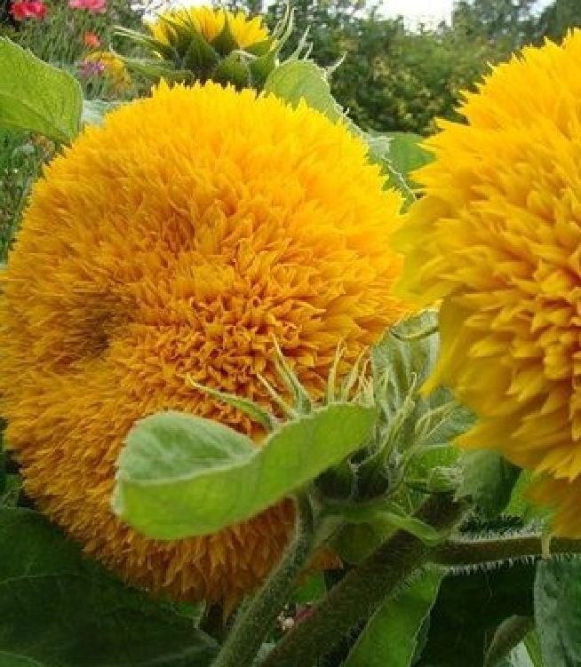 Hạt Giống Hoa Hướng Dương Nga Kép
