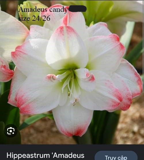 Củ hoa lan huệ cánh kép nhập khẩu - 1 củ (Tổng hợp nhiều loại cực đẹp)