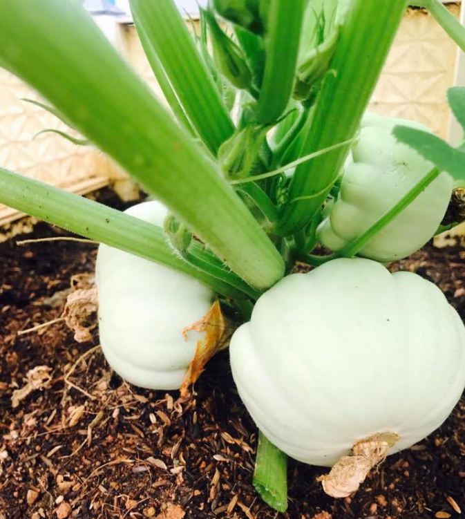 Hạt Giống Bi Ngô Tí Hon Mix Màu