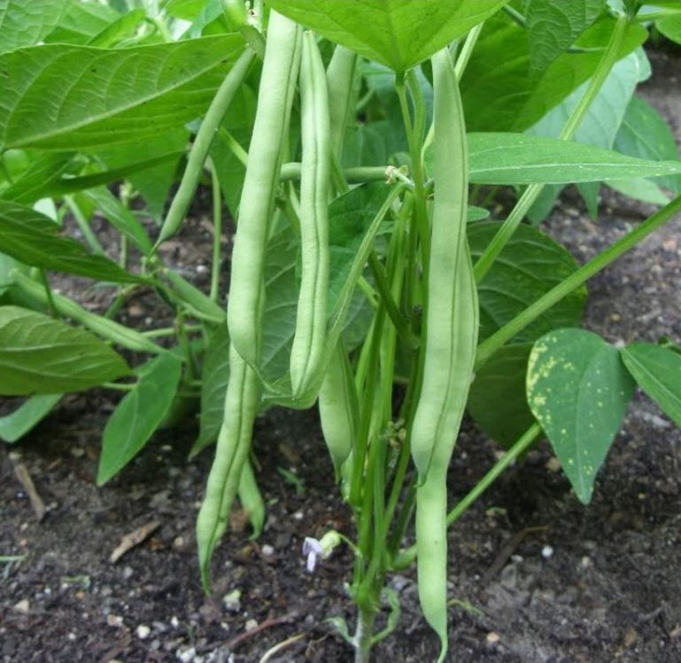 Hạt Giống Đậu Cove Lùn Hạt Trắng