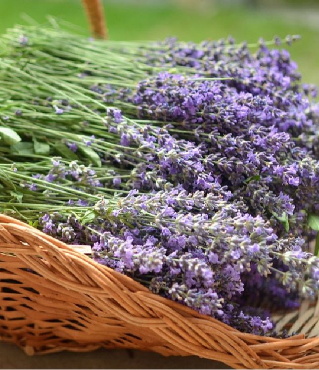 Hạt Giống Hoa Oải Hương ( Lavender)