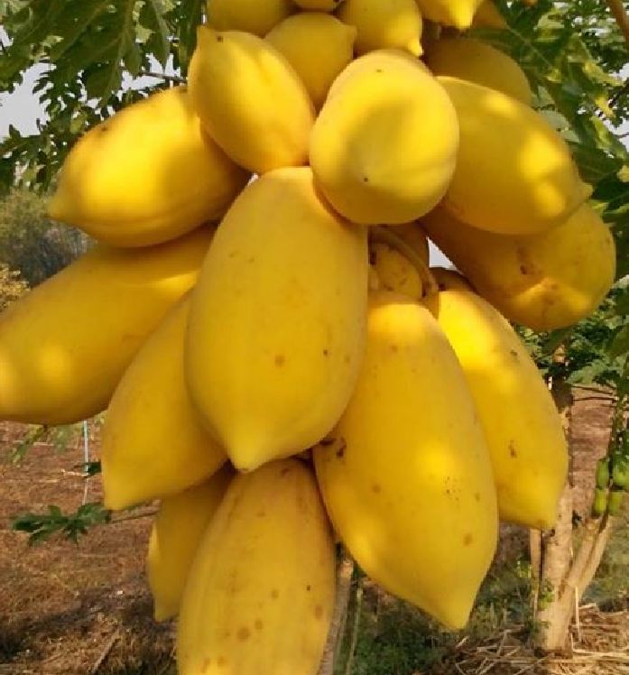 Hạt Giống Đu Đủ Da Vàng