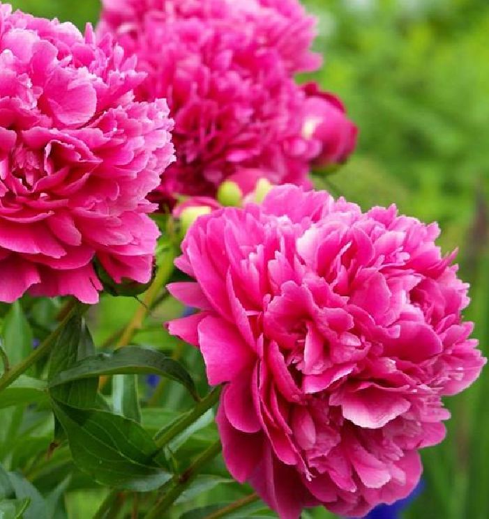 Hạt Giống Hoa Mẫu Đơn Nhiều Màu