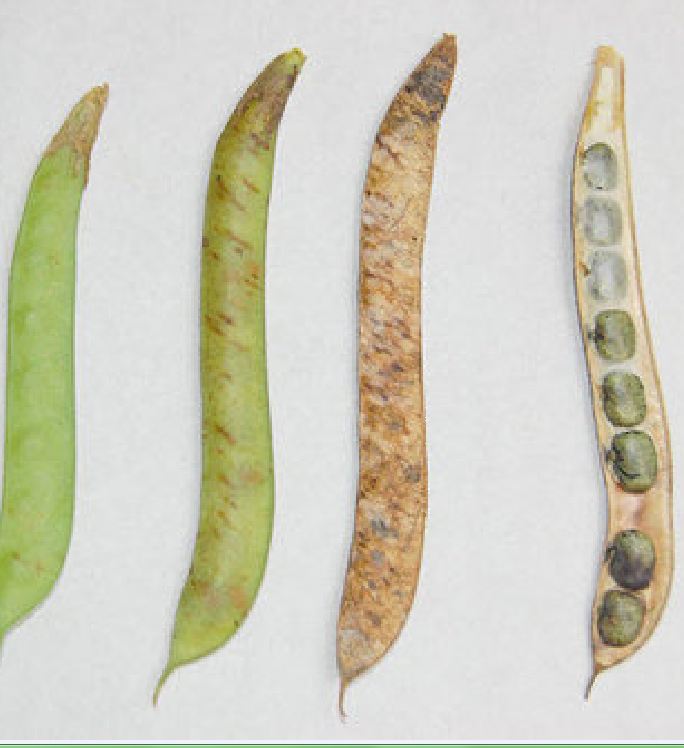 Hạt Giống Hoa Đậu Biếc Cánh Đơn