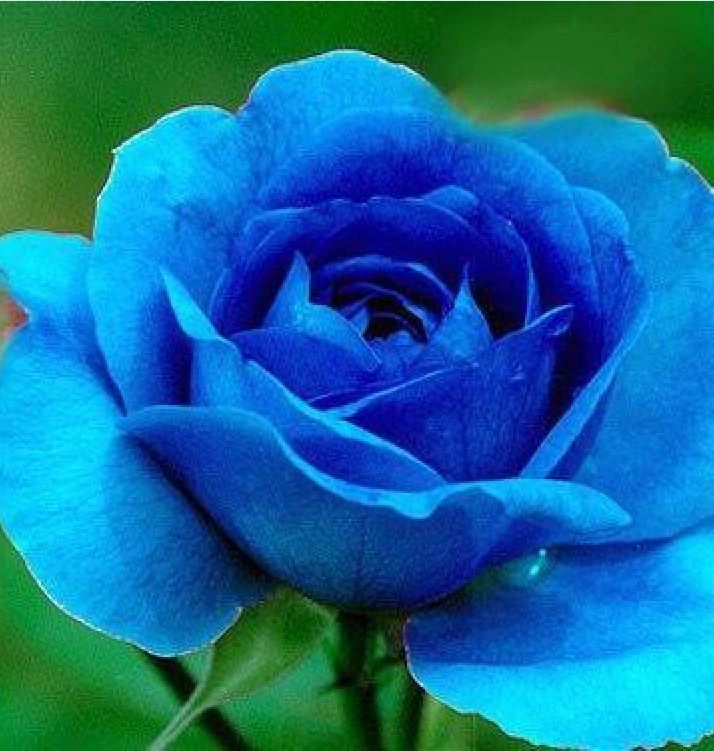 Hạt Giống Hoa Hồng Xanh Dương