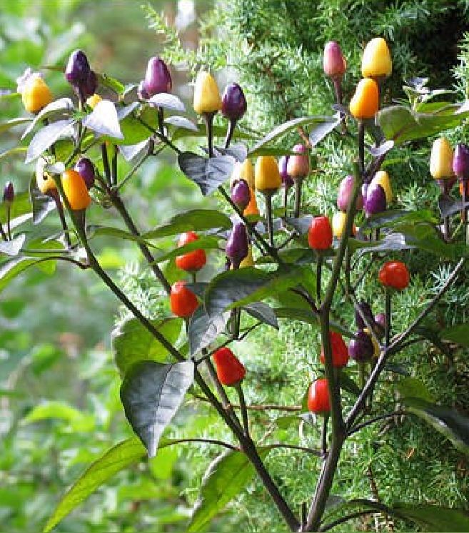 Hạt Giống Ớt Kiểng Ngũ Sắc