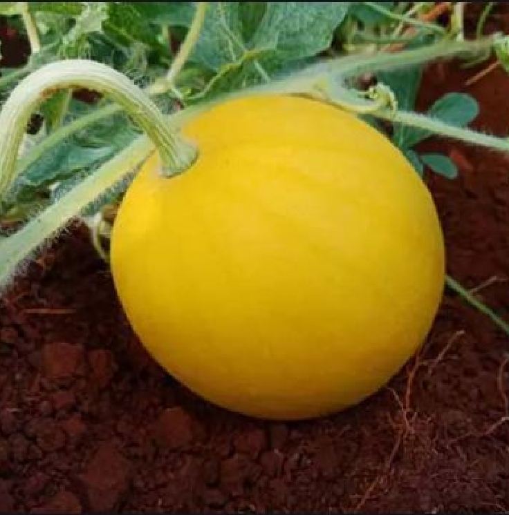 Hạt Giống Dưa Hấu Vỏ Vàng Ruột Đỏ
