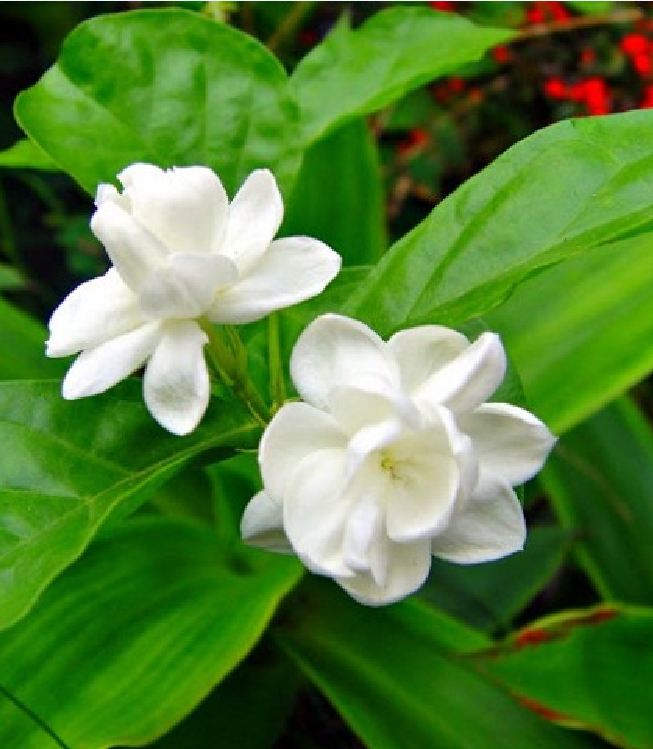 Hạt Giống Hoa Nhài ( Hoa Lài )