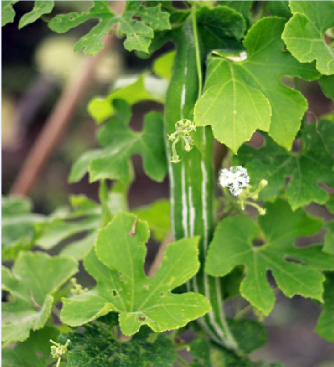 Hạt Giống Lặc Lày - Mướp Mèo